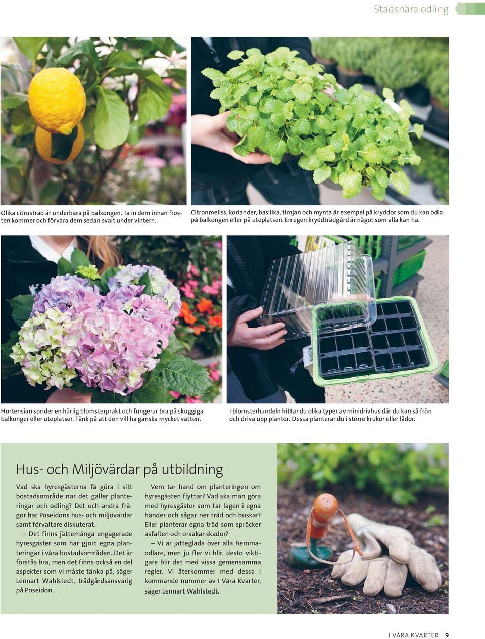 Hortensian sprider en härlig blomsterprakt och fungerar bra på skuggiga balkonger eller uteplatser. Tänk på att den vill ha ganska mycket vatten.