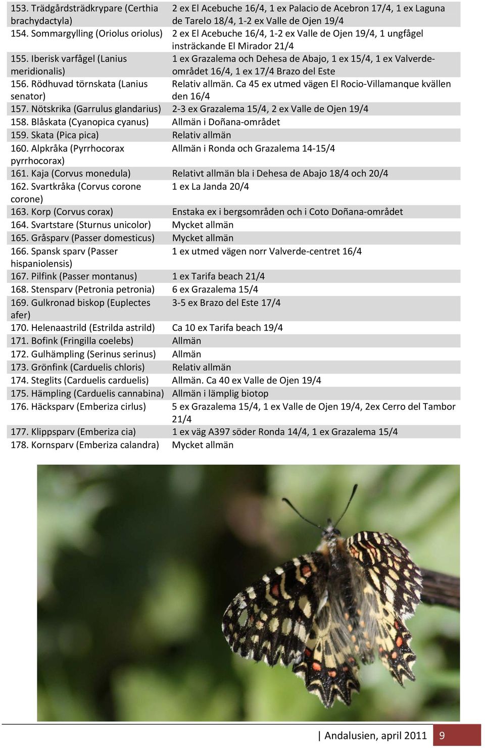 Iberisk varfågel (Lanius meridionalis) 1 ex Grazalema och Dehesa de Abajo, 1 ex 15/4, 1 ex Valverdeområdet 16/4, 1 ex 17/4 Brazo del Este 156. Rödhuvad törnskata (Lanius senator) Relativ allmän.