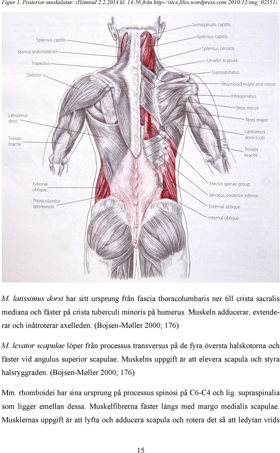 Muskeln adducerar, extenderar och inåtroterar axelleden. (Bojsen-Møller 2000; 176) M.