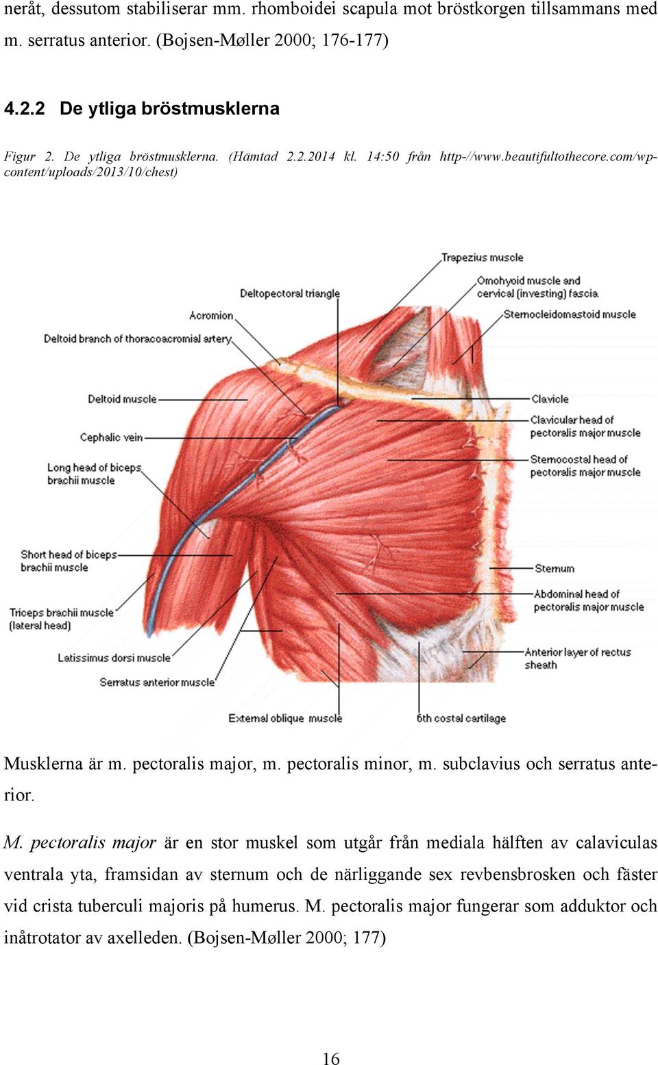 pectoralis minor, m. subclavius och serratus anterior. M.