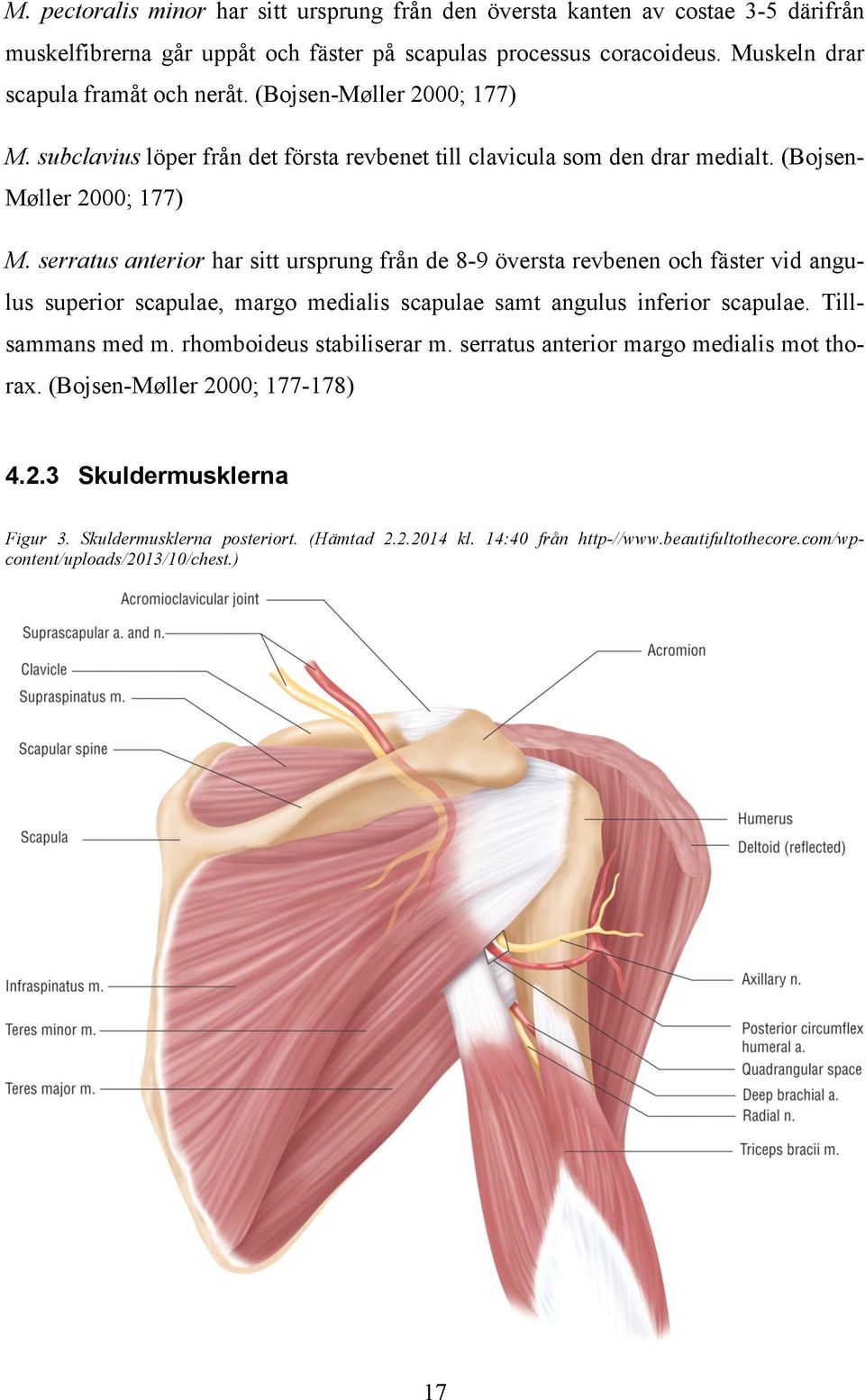 serratus anterior har sitt ursprung från de 8-9 översta revbenen och fäster vid angulus superior scapulae, margo medialis scapulae samt angulus inferior scapulae. Tillsammans med m.