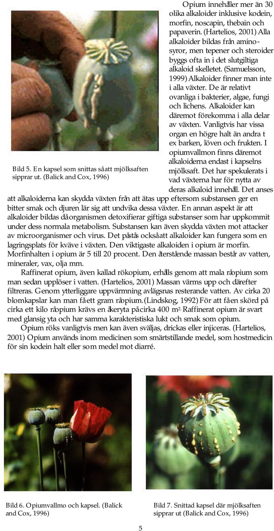De är relativt ovanliga i bakterier, algae, fungi och lichens. Alkaloider kan däremot förekomma i alla delar av växten.