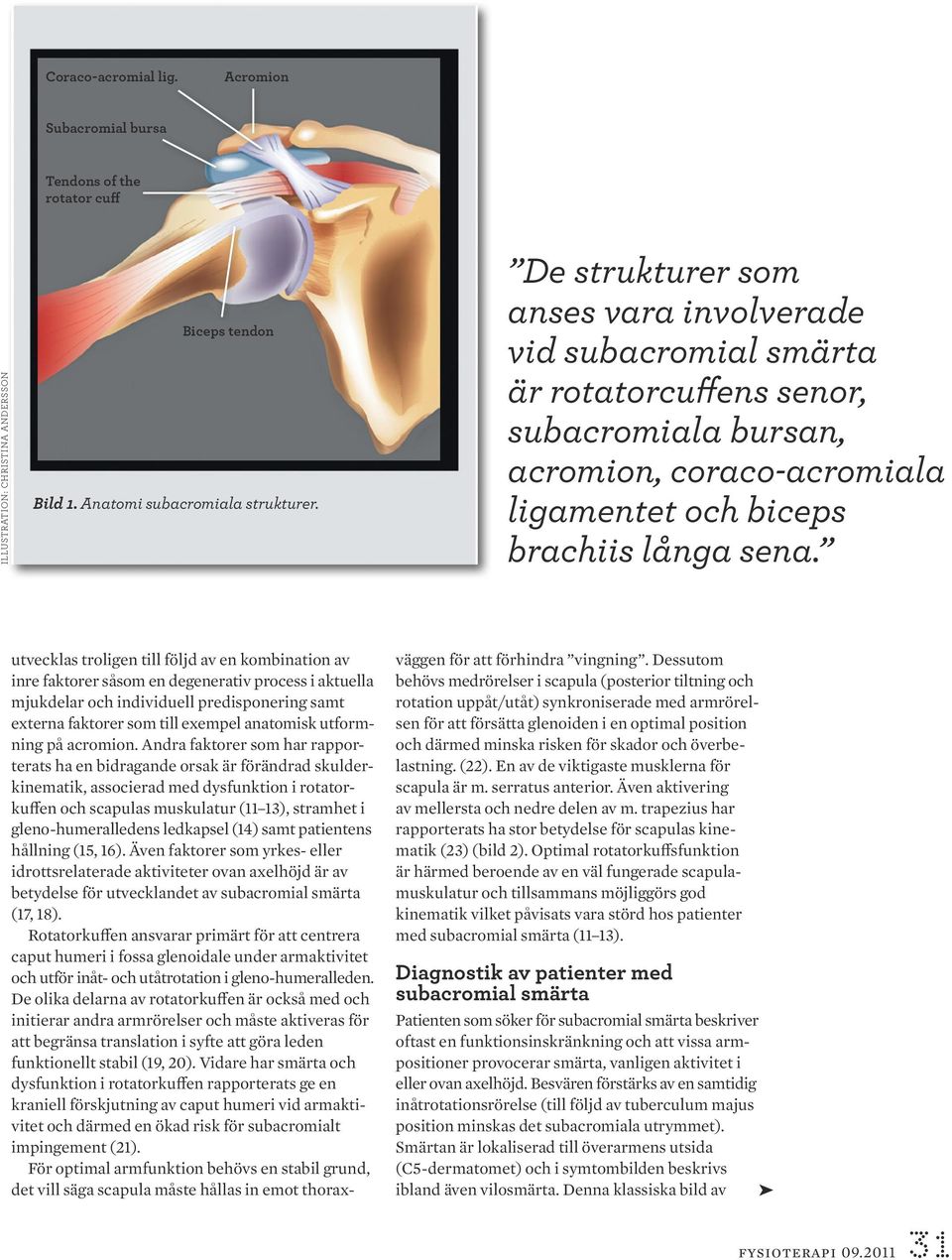 utvecklas troligen till följd av en kombination av inre faktorer såsom en degenerativ process i aktuella mjukdelar och individuell predisponering samt externa faktorer som till exempel anatomisk