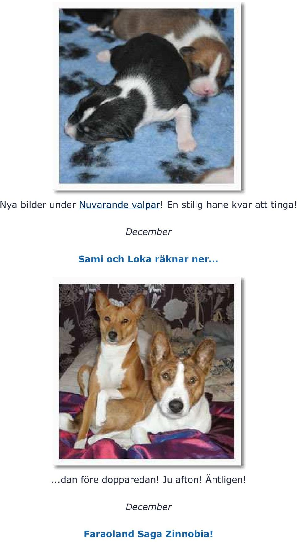 December Sami och Loka räknar ner.