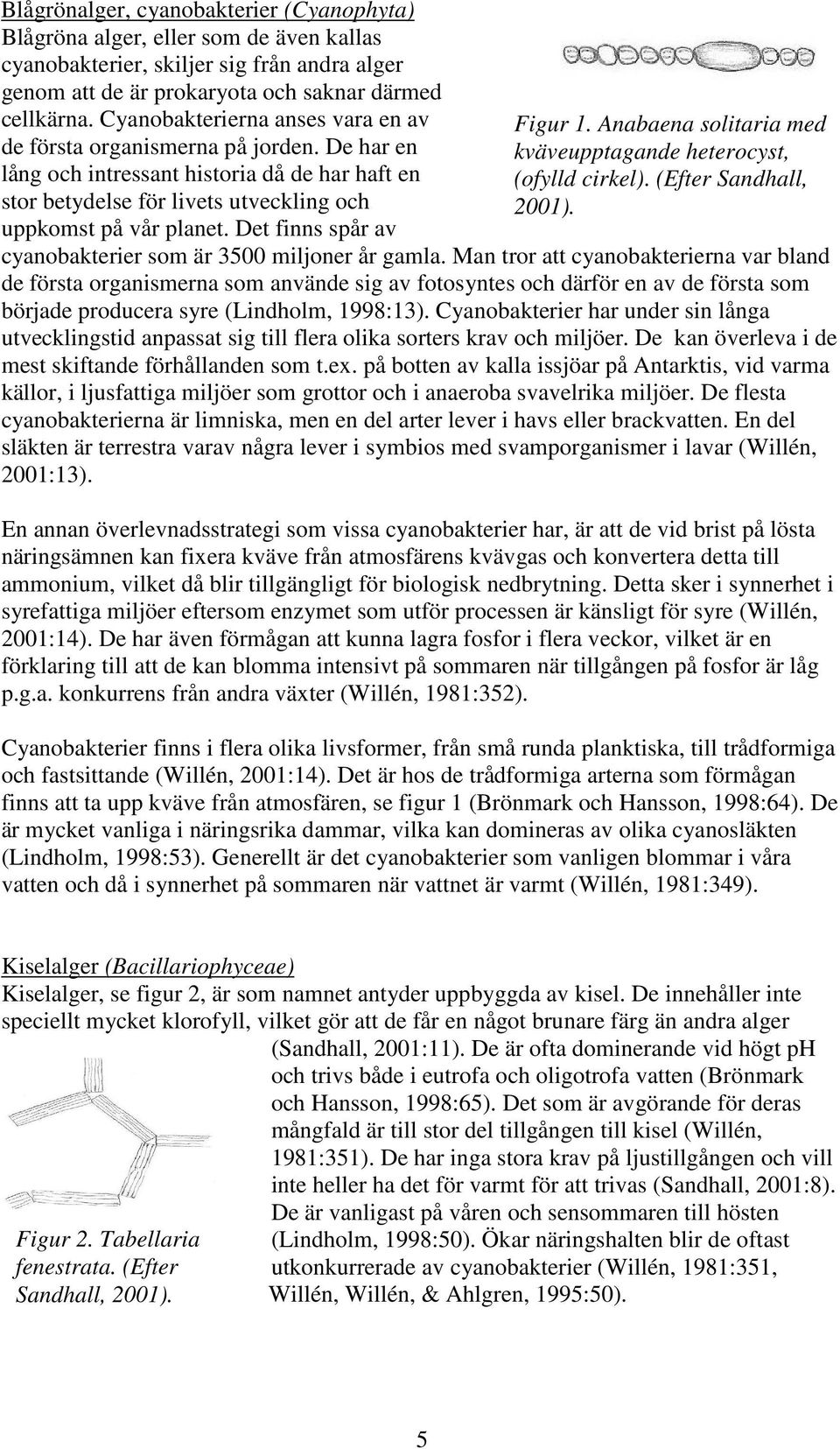 Det finns spår av Figur 1. Anabaena solitaria med kväveupptagande heterocyst, (ofylld cirkel). (Efter Sandhall, 2001). cyanobakterier som är 3500 miljoner år gamla.