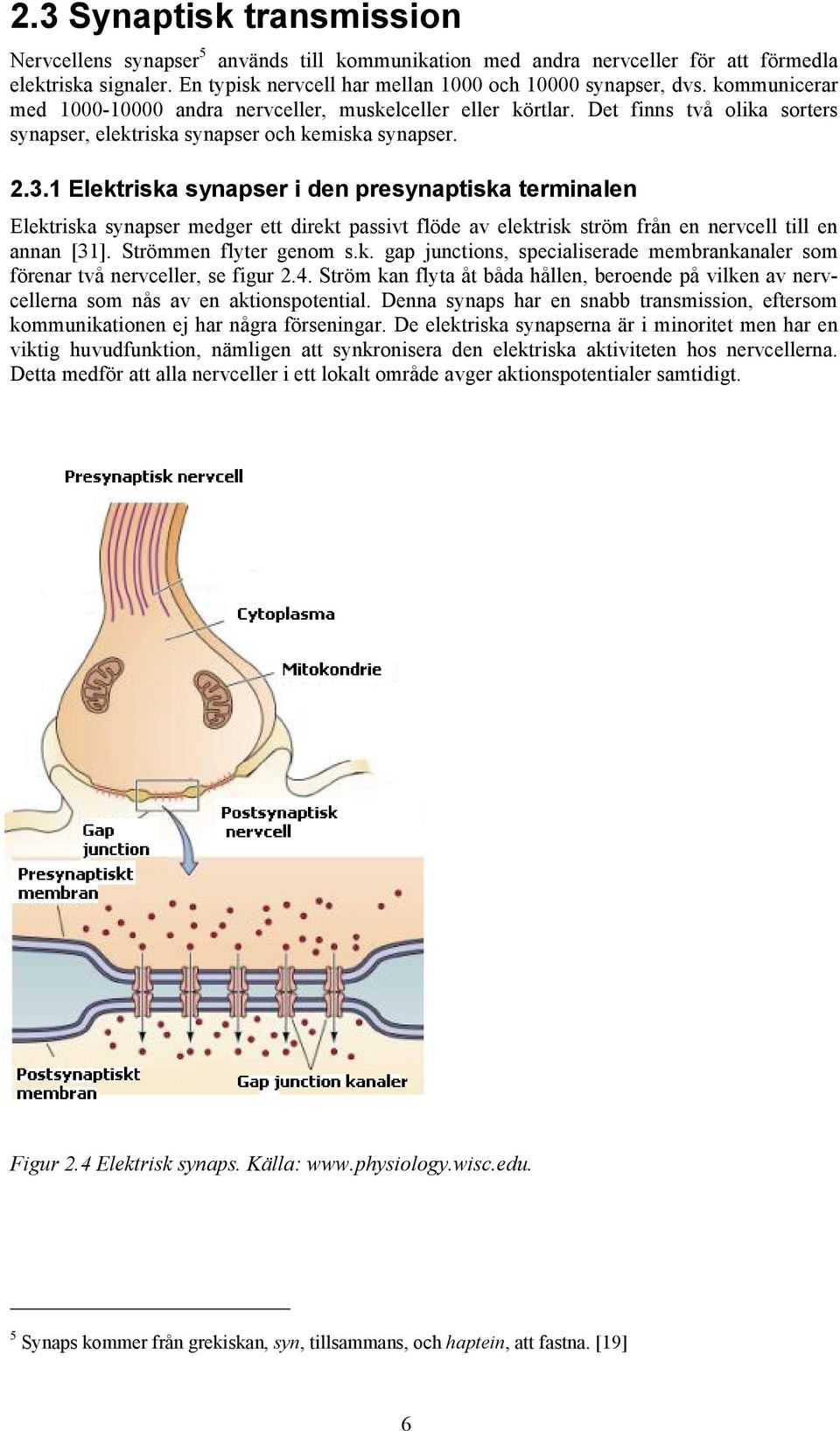 1 Elektriska synapser i den presynaptiska terminalen Elektriska synapser medger ett direkt passivt flöde av elektrisk ström från en nervcell till en annan [31]. Strömmen flyter genom s.k. gap junctions, specialiserade membrankanaler som förenar två nervceller, se figur 2.