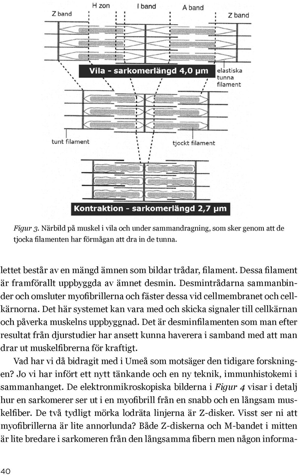 Det här systemet kan vara med och skicka signaler till cellkärnan och påverka muskelns uppbyggnad.