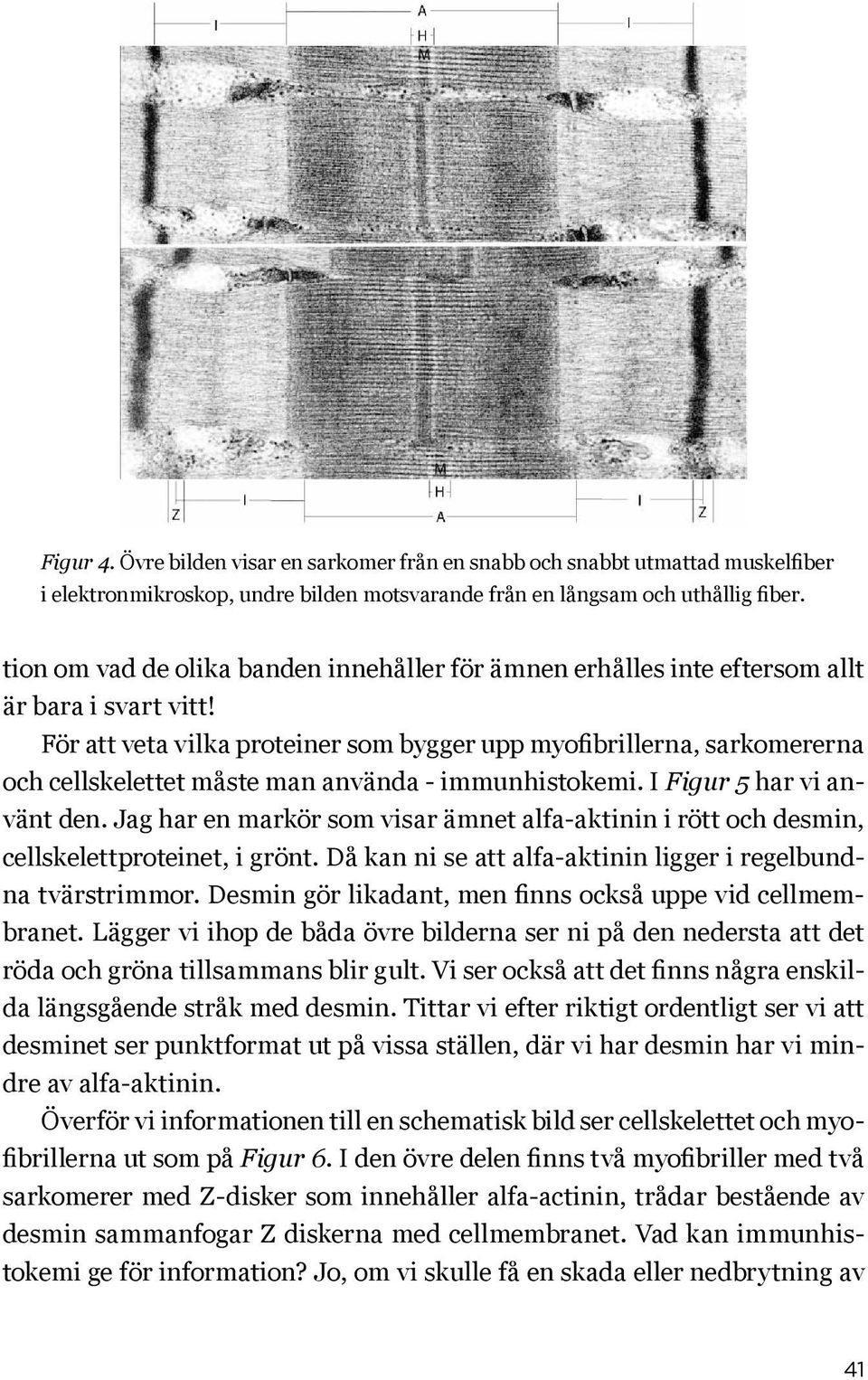 För att veta vilka proteiner som bygger upp myofibrillerna, sarkomererna och cellskelettet måste man använda - immunhistokemi. I Figur 5 har vi använt den.