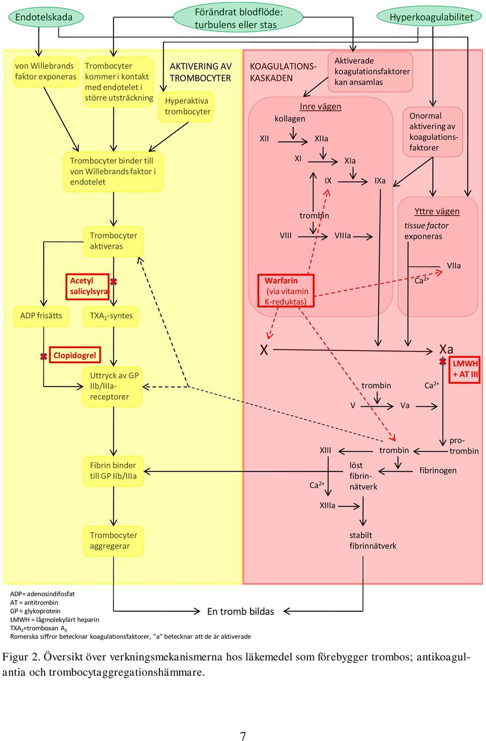 Onormal aktivering av koagulationsfaktorer Trombocyter aktiveras VIII trombin VIIIa Yttre vägen tissue factor exponeras VIIa ADP frisätts Acetyl salicylsyra TXA 2 -syntes Warfarin (via vitamin