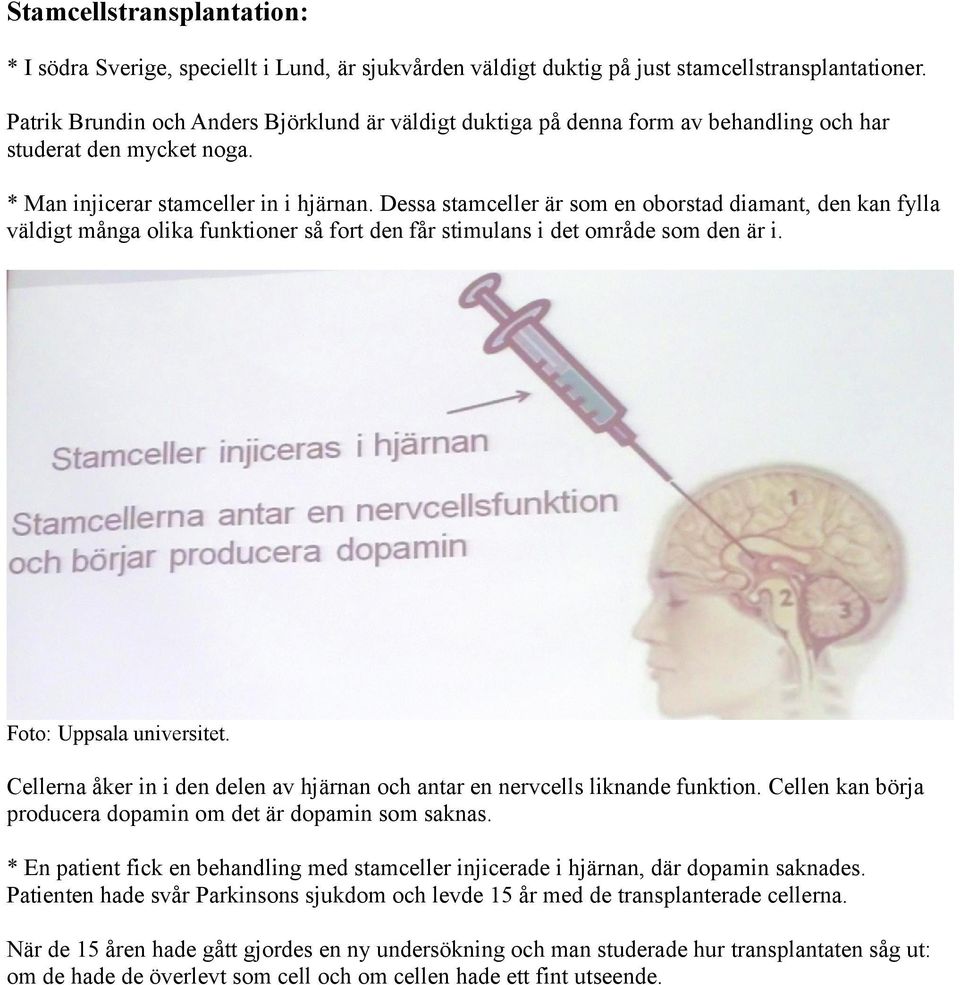 Dessa stamceller är som en oborstad diamant, den kan fylla väldigt många olika funktioner så fort den får stimulans i det område som den är i. Foto: Uppsala universitet.