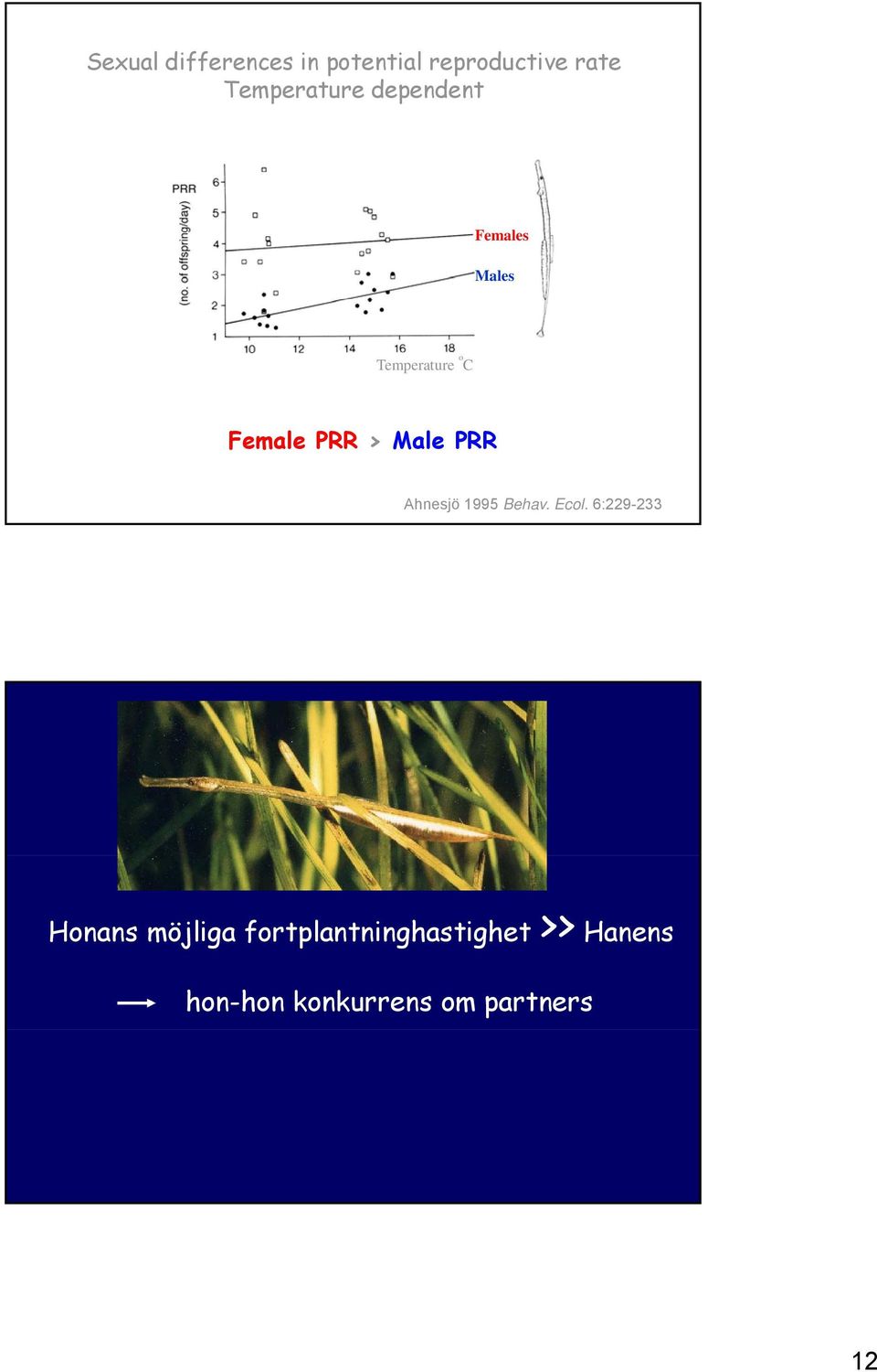 PRR > Male PRR Ahnesjö 1995 Behav. Ecol.