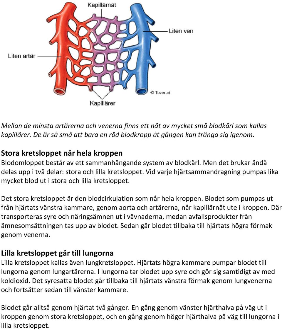 Vid varje hjärtsammandragning pumpas lika mycket blod ut i stora och lilla kretsloppet. Det stora kretsloppet är den blodcirkulation som når hela kroppen.