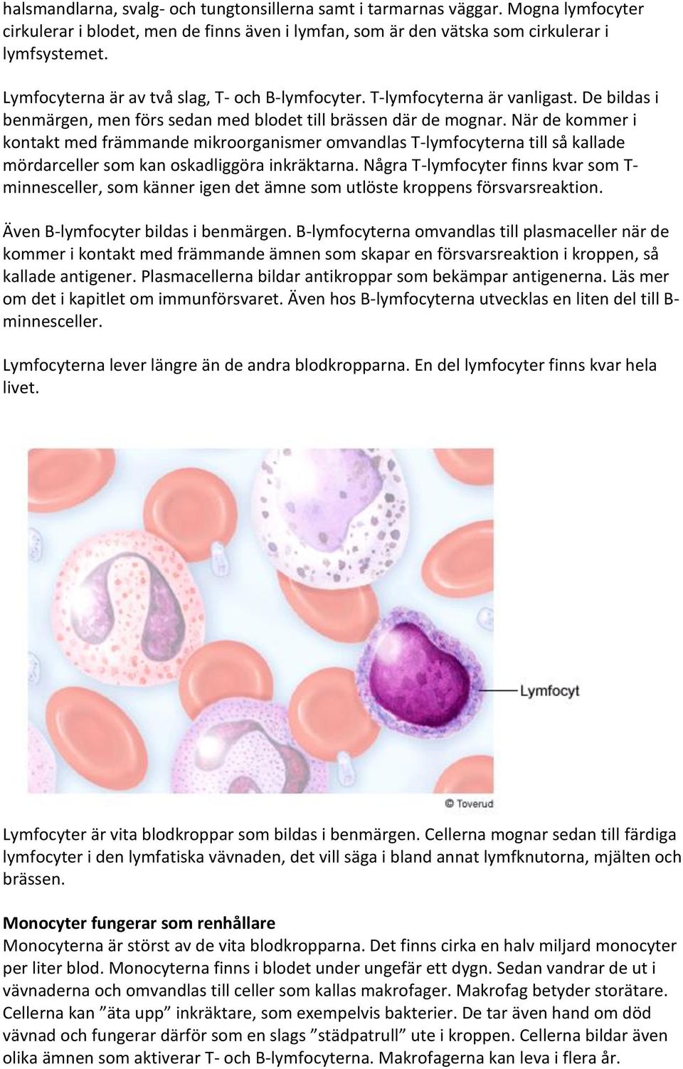 När de kommer i kontakt med främmande mikroorganismer omvandlas T-lymfocyterna till så kallade mördarceller som kan oskadliggöra inkräktarna.