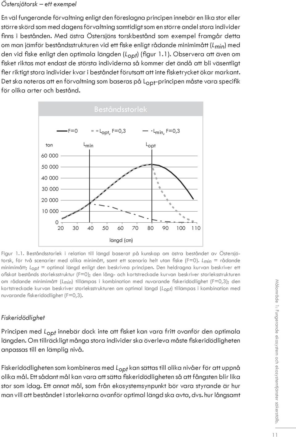 Med östra Östersjöns torskbestånd som exempel framgår detta om man jämför beståndsstrukturen vid ett fiske enligt rådande minimimått (Lmin) med den vid fiske enligt den optimala längden (Lopt) (figur