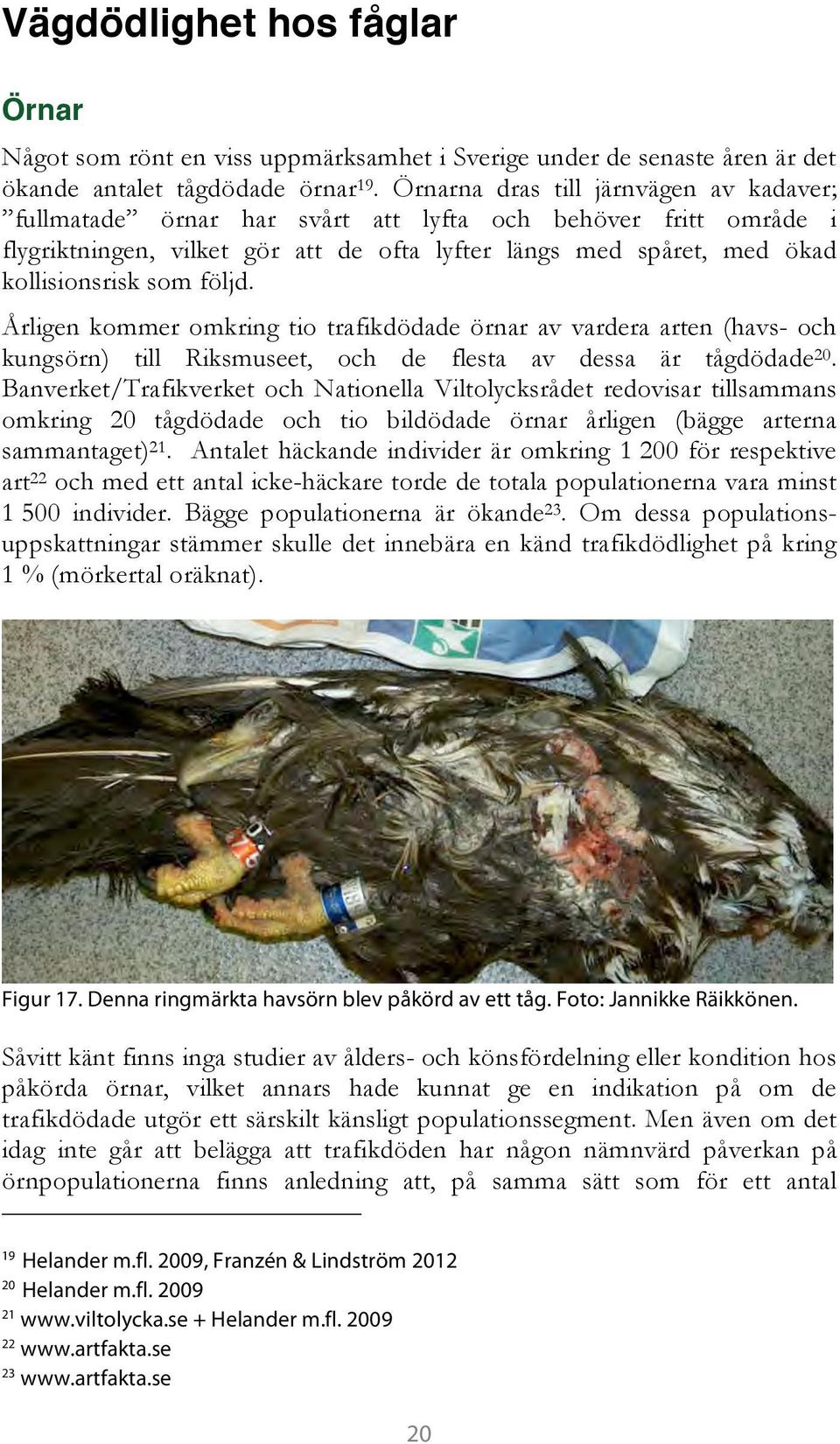 följd. Årligen kommer omkring tio trafikdödade örnar av vardera arten (havs- och kungsörn) till Riksmuseet, och de flesta av dessa är tågdödade 20.
