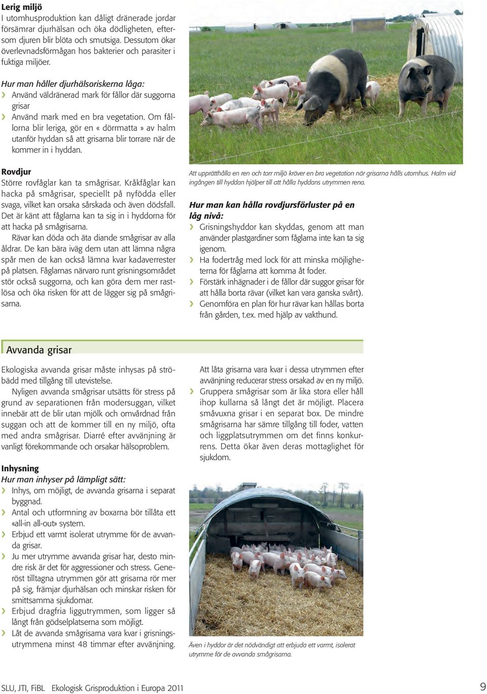 Hur man håller djurhälsoriskerna låga: Använd väldränerad mark för fållor där suggorna grisar Använd mark med en bra vegetation.