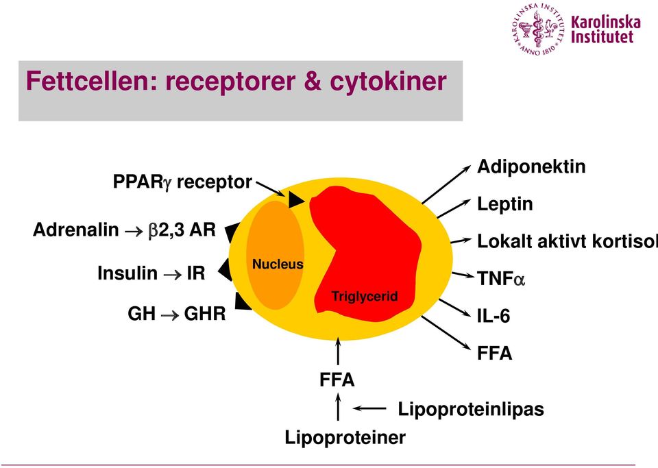 Nucleus Triglycerid Adiponektin Leptin Lokalt