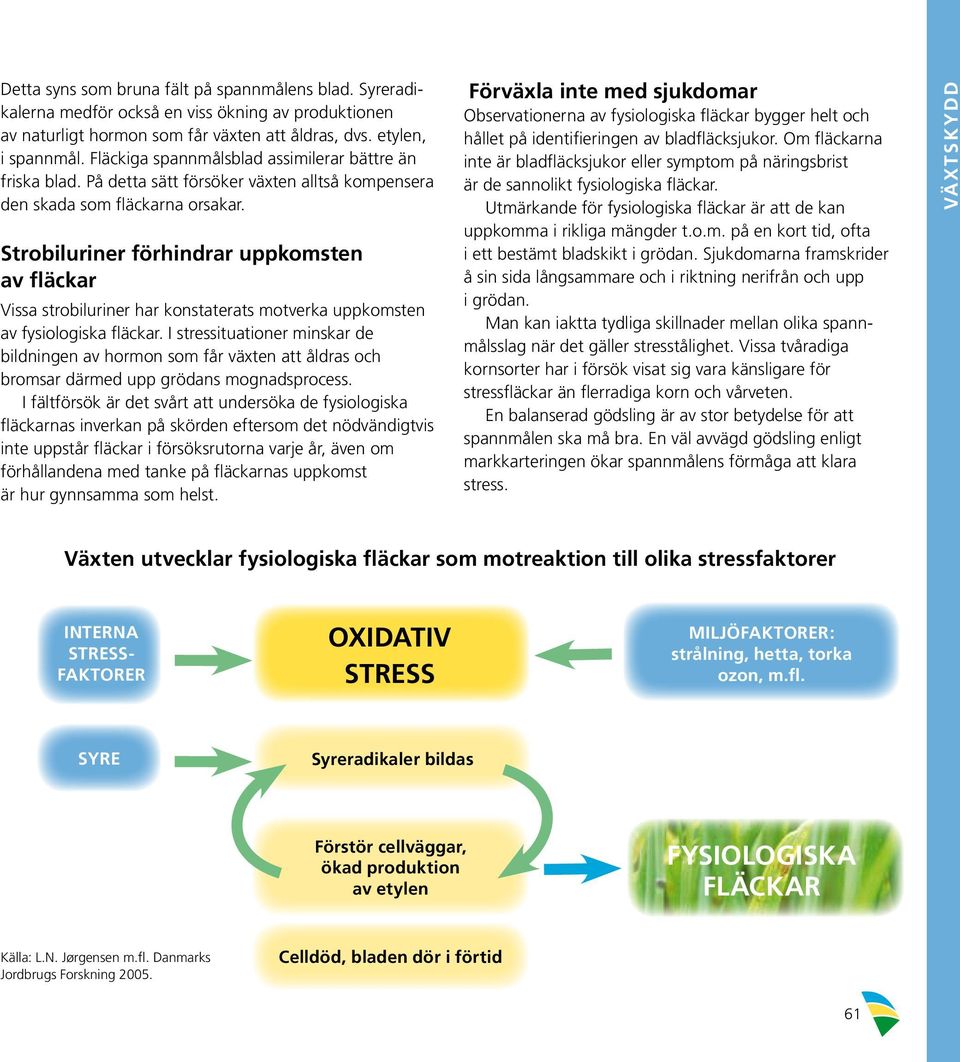 Strobiluriner förhindrar uppkomsten av fläckar Vissa strobiluriner har konstaterats motverka uppkomsten av fysiologiska fläckar.