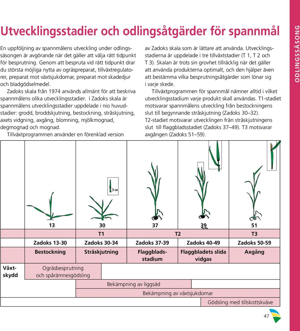 Zadoks skala från 1974 används allmänt för att beskriva spannmålens olika utvecklingsstadier.