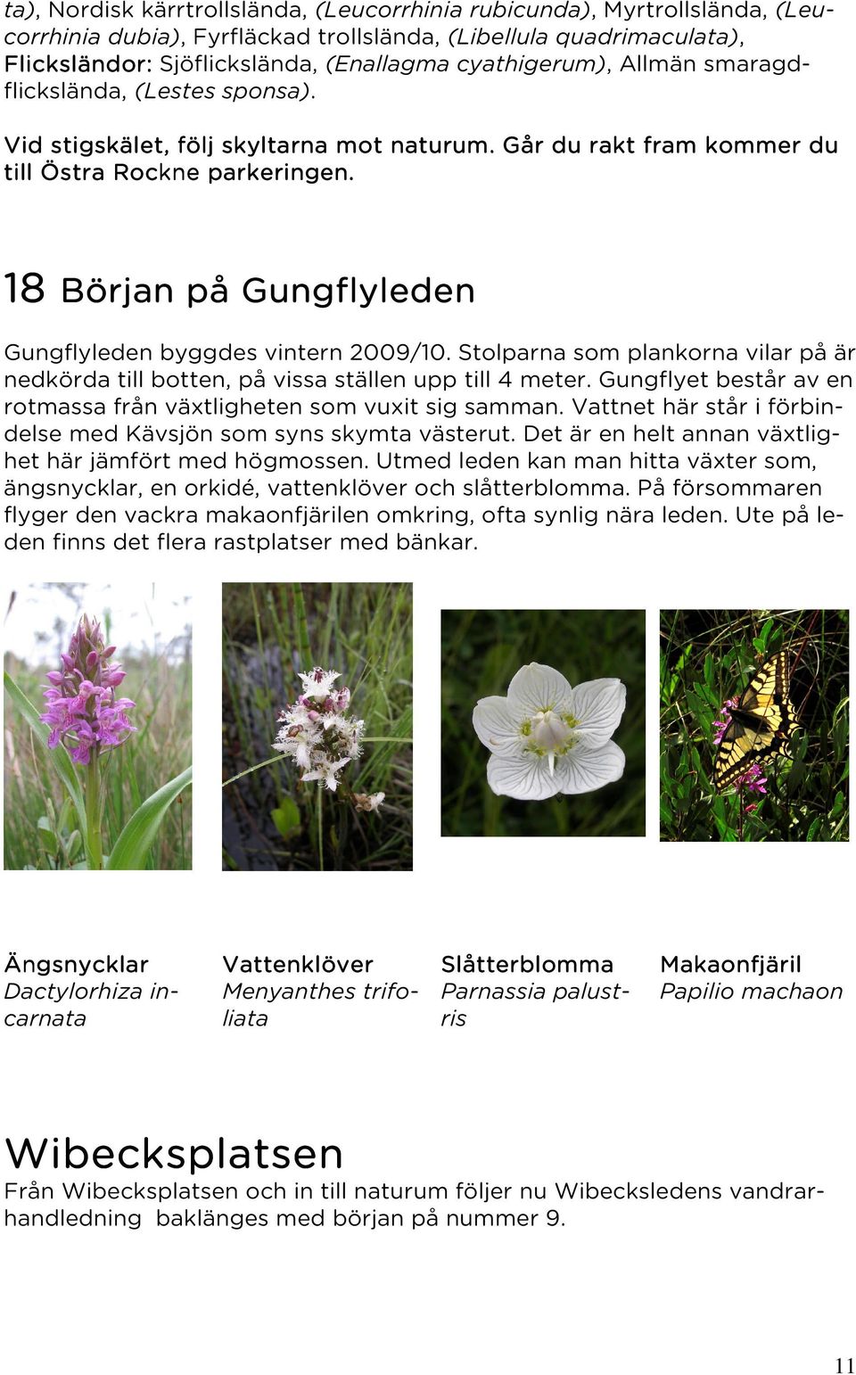 18 18 Början på Gungflyleden leden Gungflyleden byggdes vintern 2009/10. Stolparna som plankorna vilar på är nedkörda till botten, på vissa ställen upp till 4 meter.