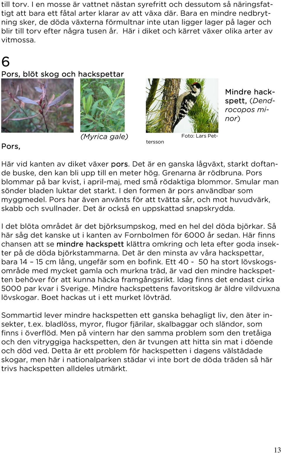 6 Pors, blöt skog och hackspettar Mindre hack- spett, (Dendrocopos minor) Pors, (Myrica gale) Foto: Lars Pettersson Här vid kanten av diket växer pors.