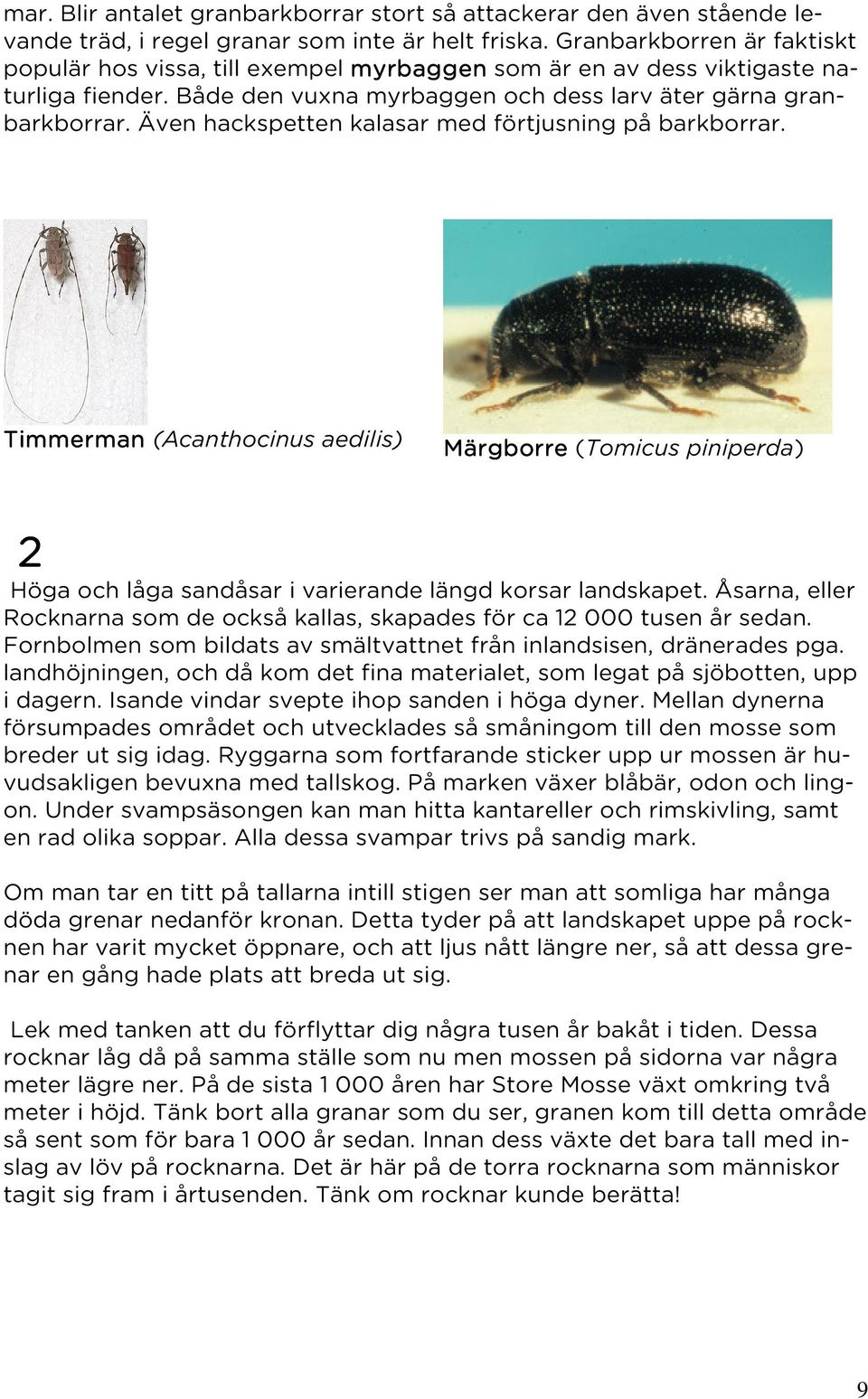 Även hackspetten kalasar med förtjusning på barkborrar. Timmerman (Acanthocinus aedilis) Märgborre (Tomicus piniperda) 2 Höga och låga sandåsar i varierande längd korsar landskapet.