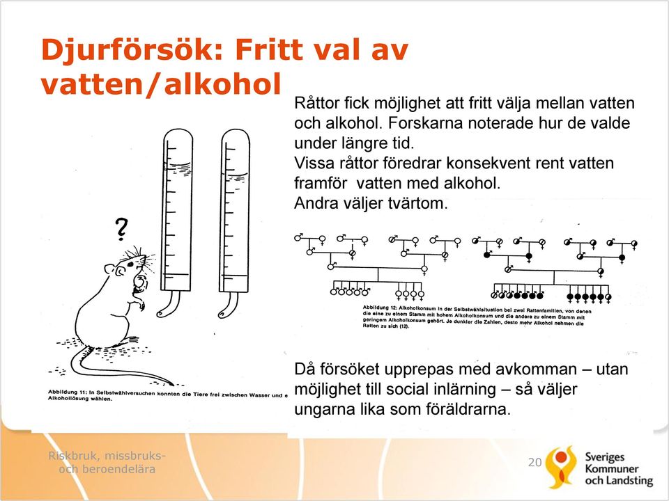 Vissa råttor föredrar konsekvent rent vatten framför vatten med alkohol. Andra väljer tvärtom.