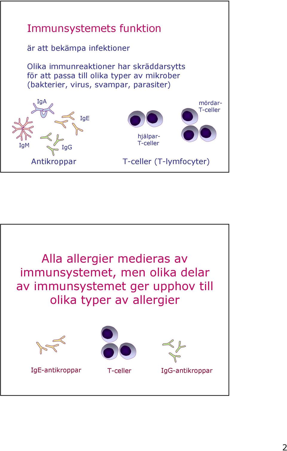 Antikroppar hjälpar- T-celler T-celler (T-lymfocyter) Alla allergier medieras av immunsystemet, men