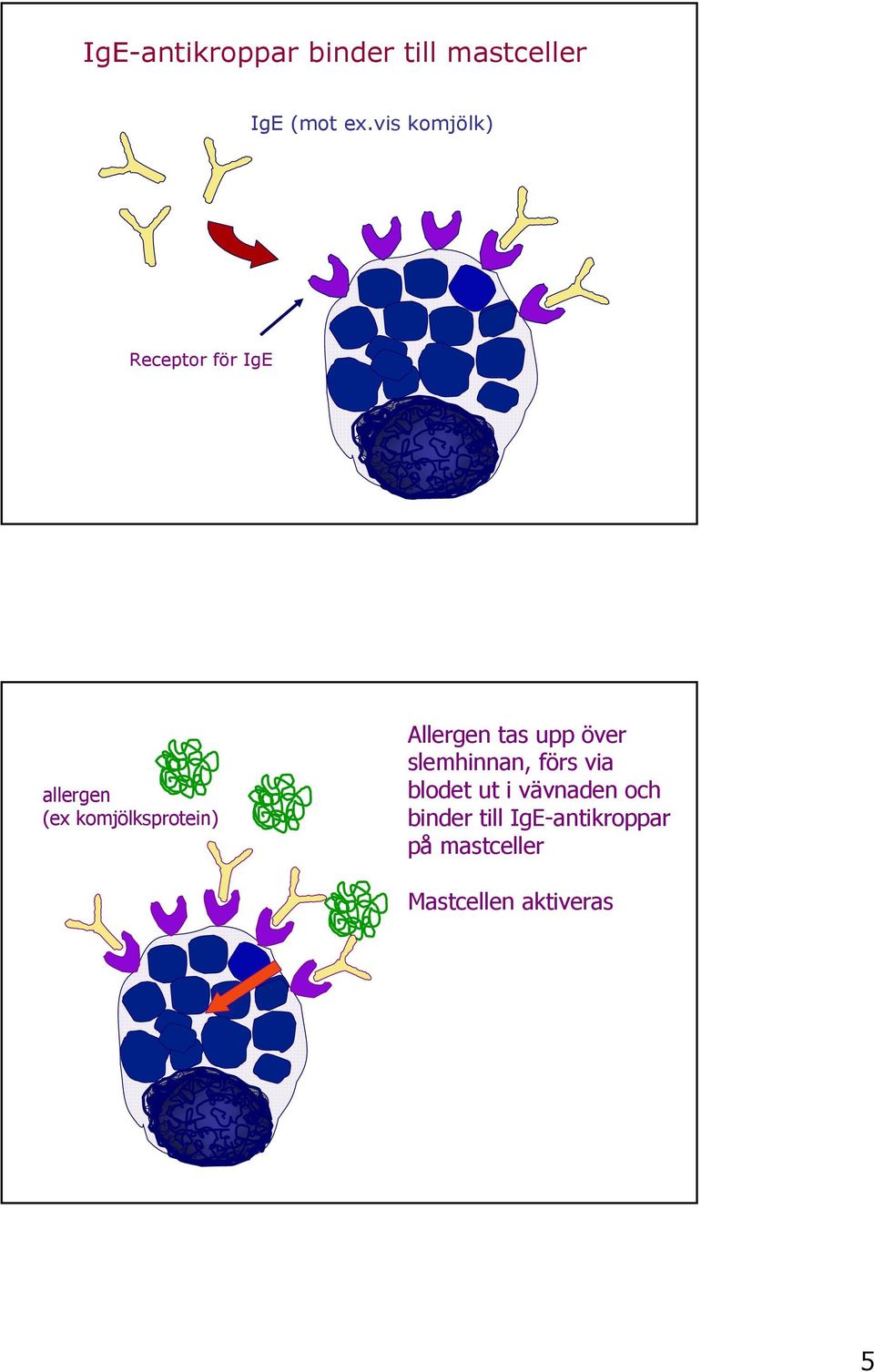 Allergen tas upp över slemhinnan, förs via blodet ut i