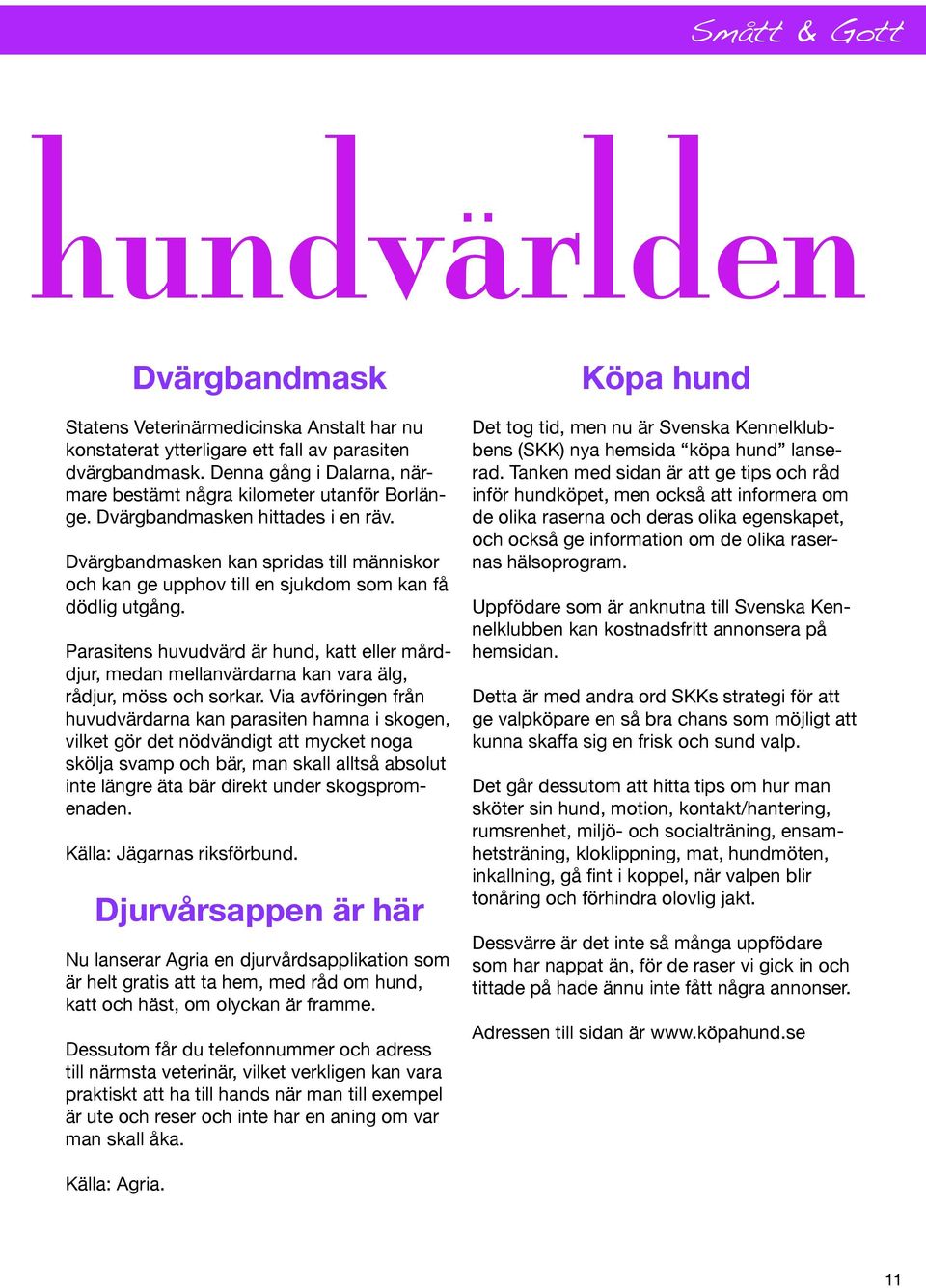 Dvärgbandmasken kan spridas till människor och kan ge upphov till en sjukdom som kan få dödlig utgång.