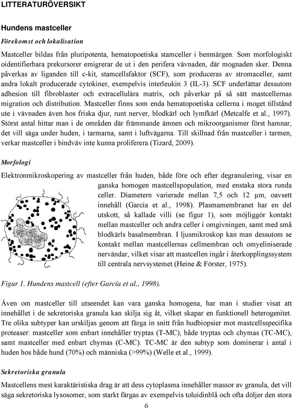 Denna påverkas av liganden till c-kit, stamcellsfaktor (SCF), som produceras av stromaceller, samt andra lokalt producerade cytokiner, exempelvis interleukin 3 (IL-3).