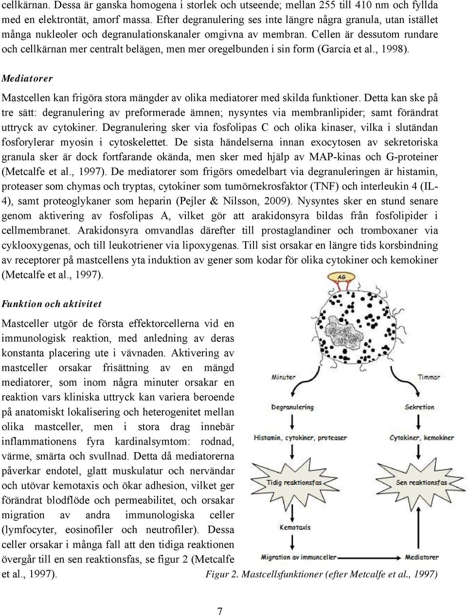 Cellen är dessutom rundare och cellkärnan mer centralt belägen, men mer oregelbunden i sin form (García et al., 1998).