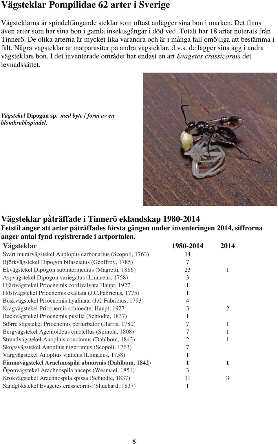 I det inventerade området har endast en art Evagetes crassicornis det levnadssättet. Vägstekel Dipogon sp. med byte i form av en blomkrabbspindel.