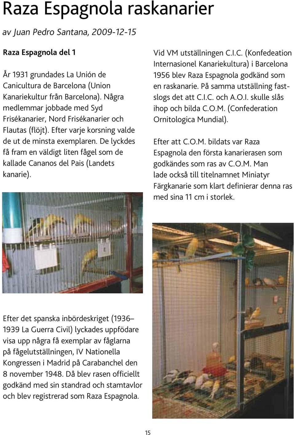 De lyckdes få fram en väldigt liten fågel som de kallade Cananos del Pais (Landets kanarie). Vid VM utställningen C.I.C. (Konfedeation Internasionel Kanariekultura) i Barcelona 1956 blev Raza Espagnola godkänd som en raskanarie.