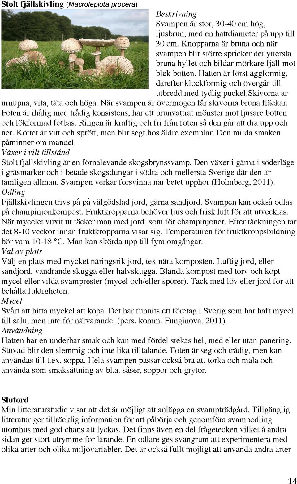 Hatten är först äggformig, därefter klockformig och övergår till utbredd med tydlig puckel.skivorna är urnupna, vita, täta och höga. När svampen är övermogen får skivorna bruna fläckar.