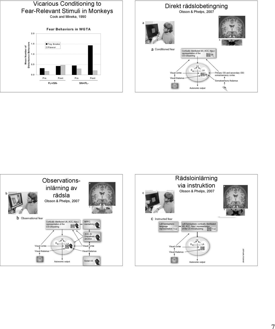 Phelps, 2007 Observationsinlärning av rädsla Olsson &