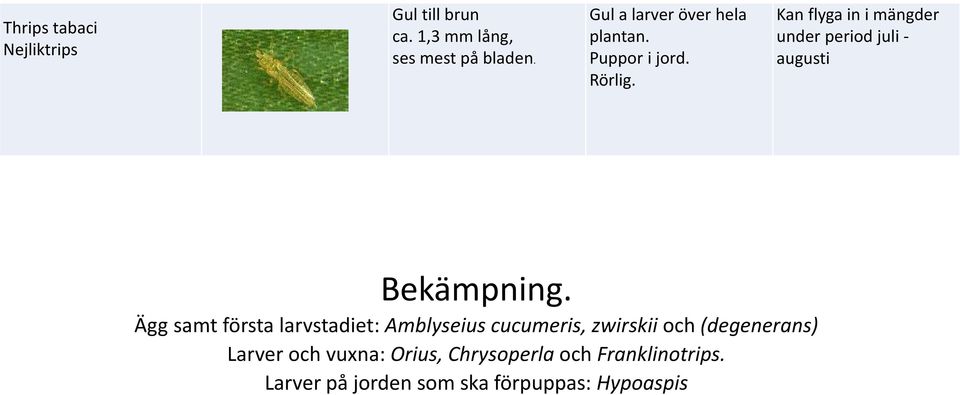 Kan flyga in i mängder under period juli - augusti Ägg samt första larvstadiet: Amblyseius