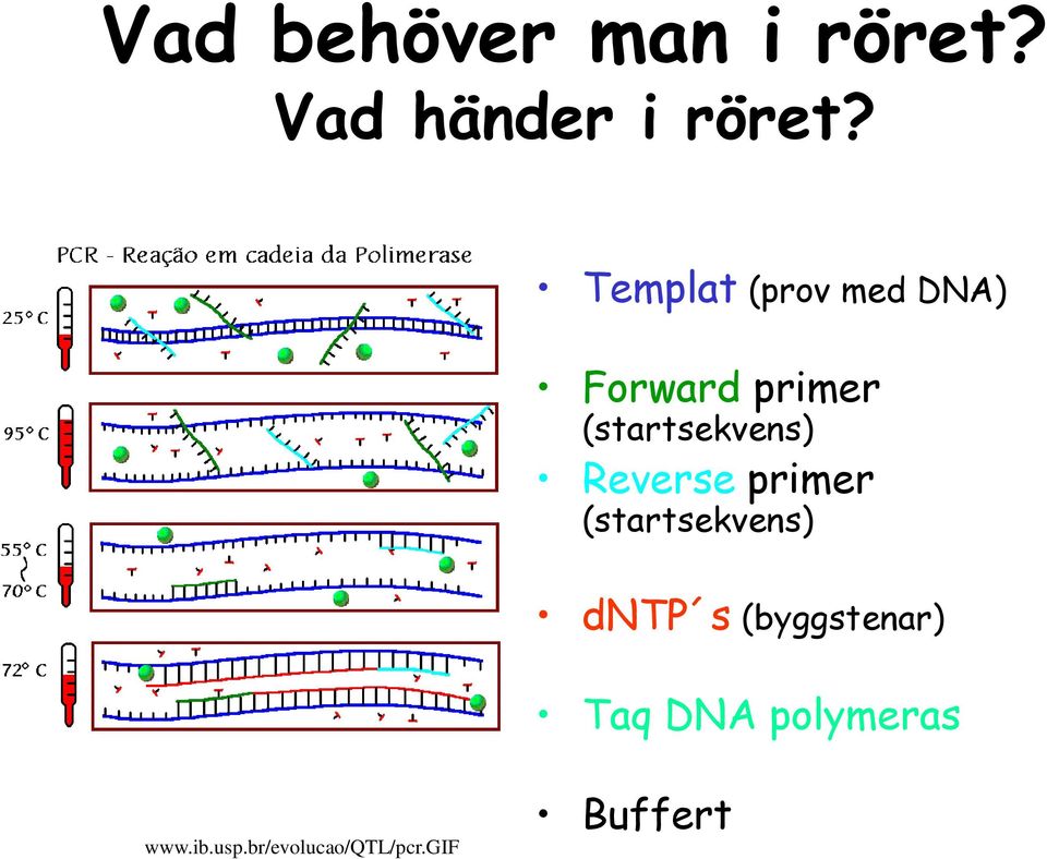 (startsekvens) Reverse primer (startsekvens) dntp s