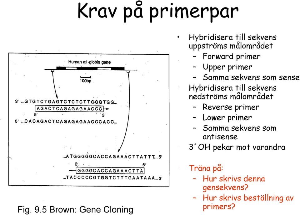 primer Lower primer Samma sekvens som antisense 3 OH pekar mot varandra Fig. 9.