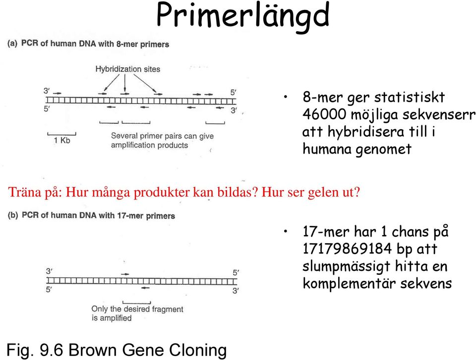 kan bildas? Hur ser gelen ut?