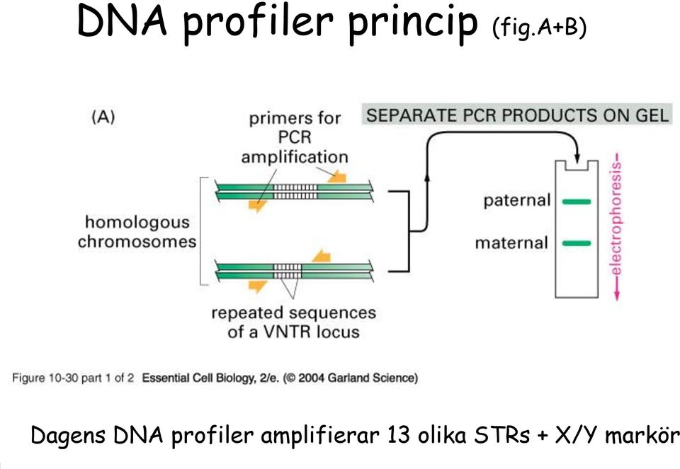 profiler amplifierar