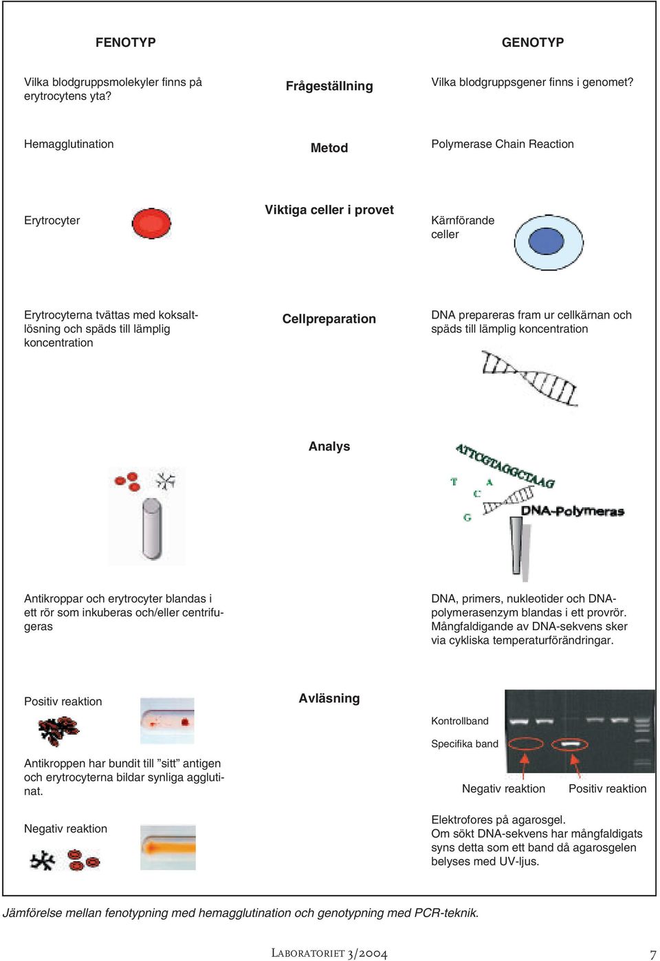 DNA prepareras fram ur cellkärnan och späds till lämplig koncentration Analys Antikroppar och erytrocyter blandas i ett rör som inkuberas och/eller centrifugeras DNA, primers, nukleotider och