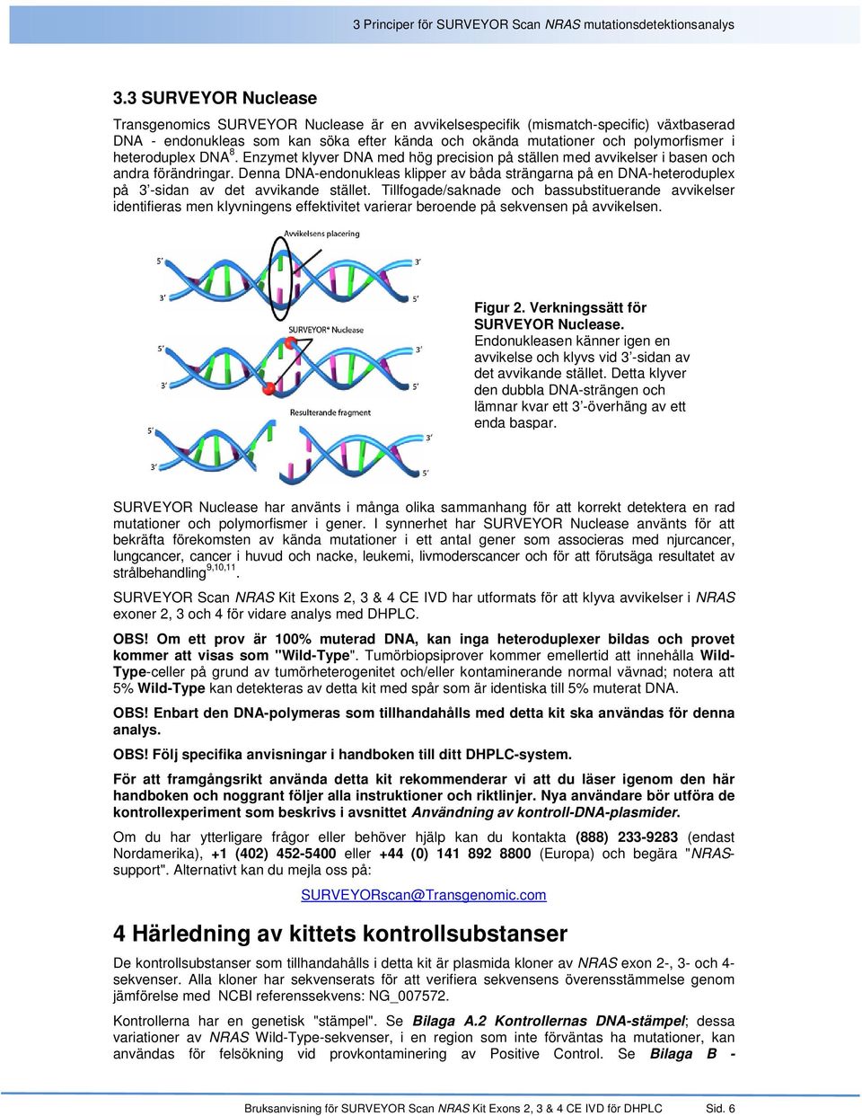heteroduplex DNA 8. Enzymet klyver DNA med hög precision på ställen med avvikelser i basen och andra förändringar.