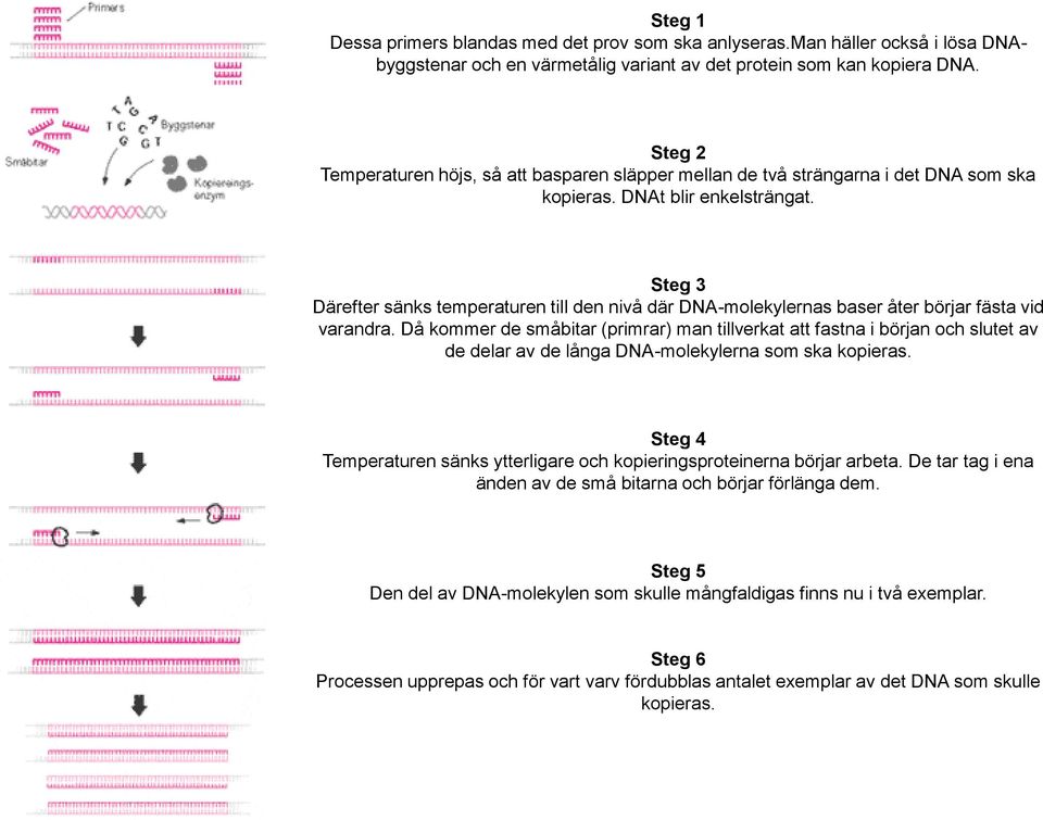 Steg 3 Därefter sänks temperaturen till den nivå där DNA-molekylernas baser åter börjar fästa vid varandra.