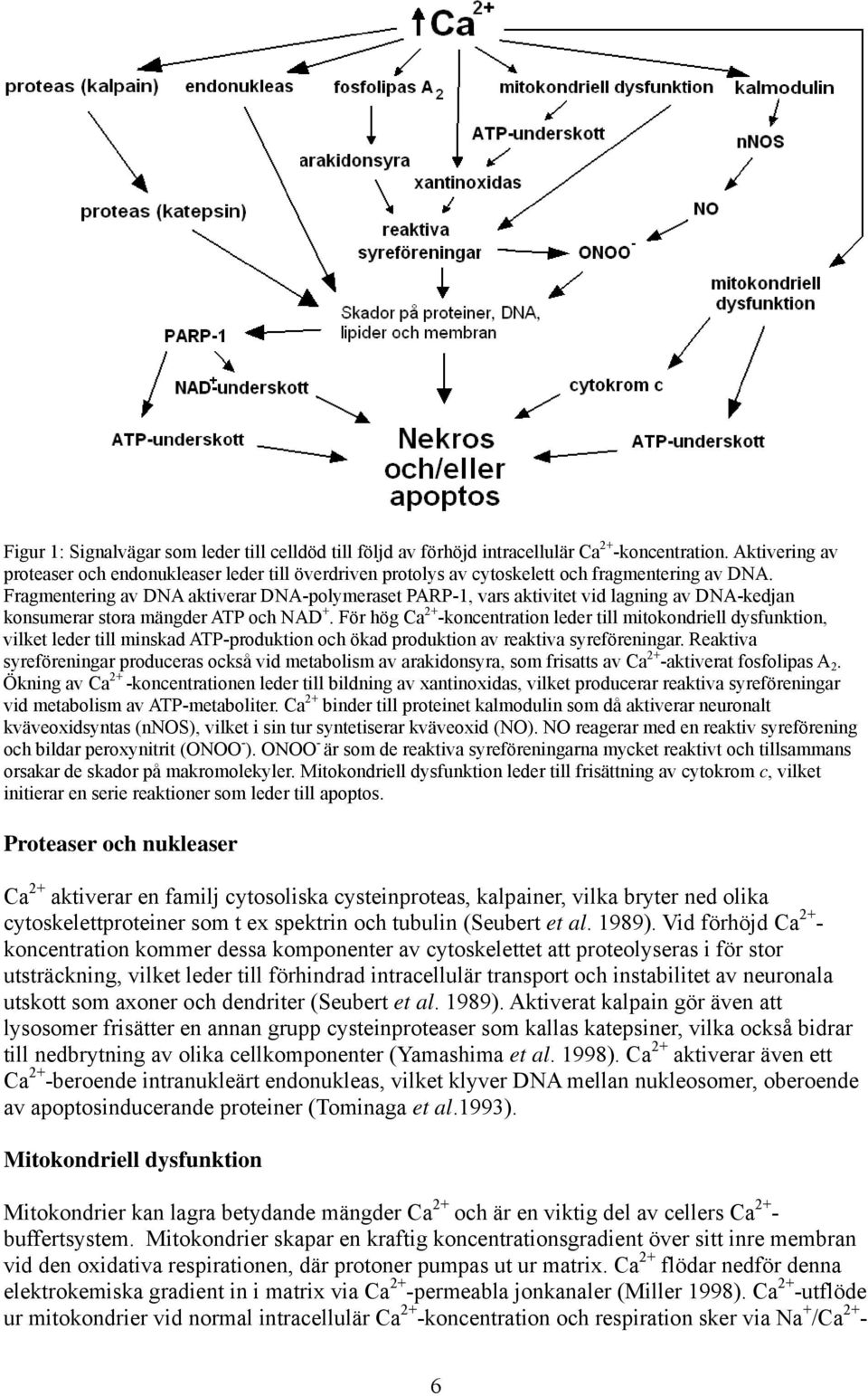 Fragmentering av DNA aktiverar DNA-polymeraset PARP-1, vars aktivitet vid lagning av DNA-kedjan konsumerar stora mängder ATP och NAD +.