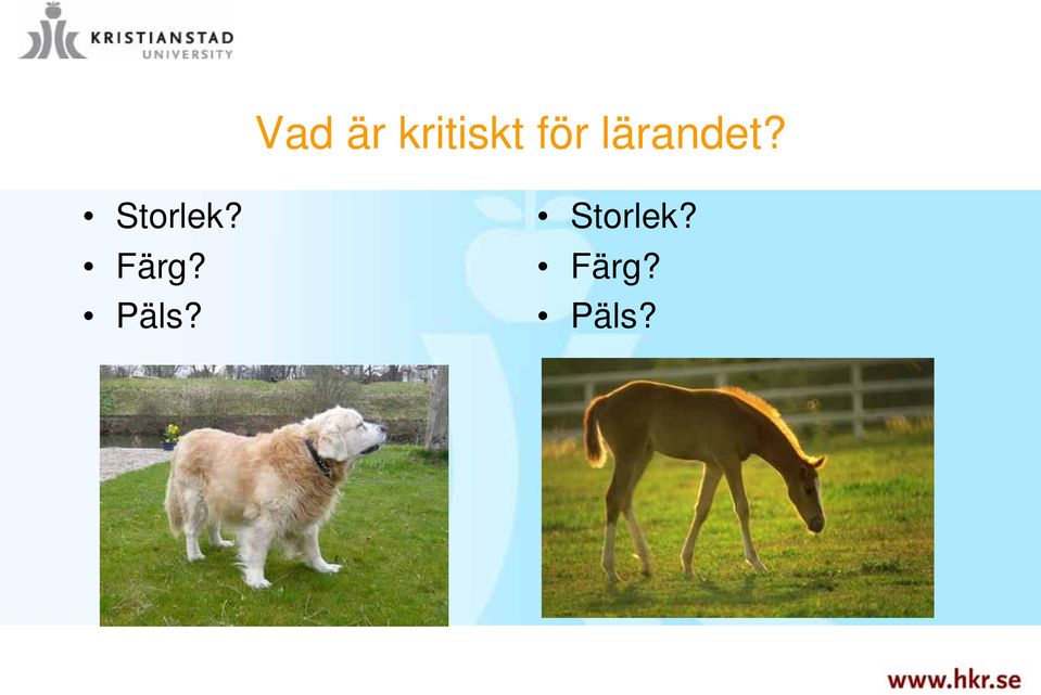 Storlek? Färg?