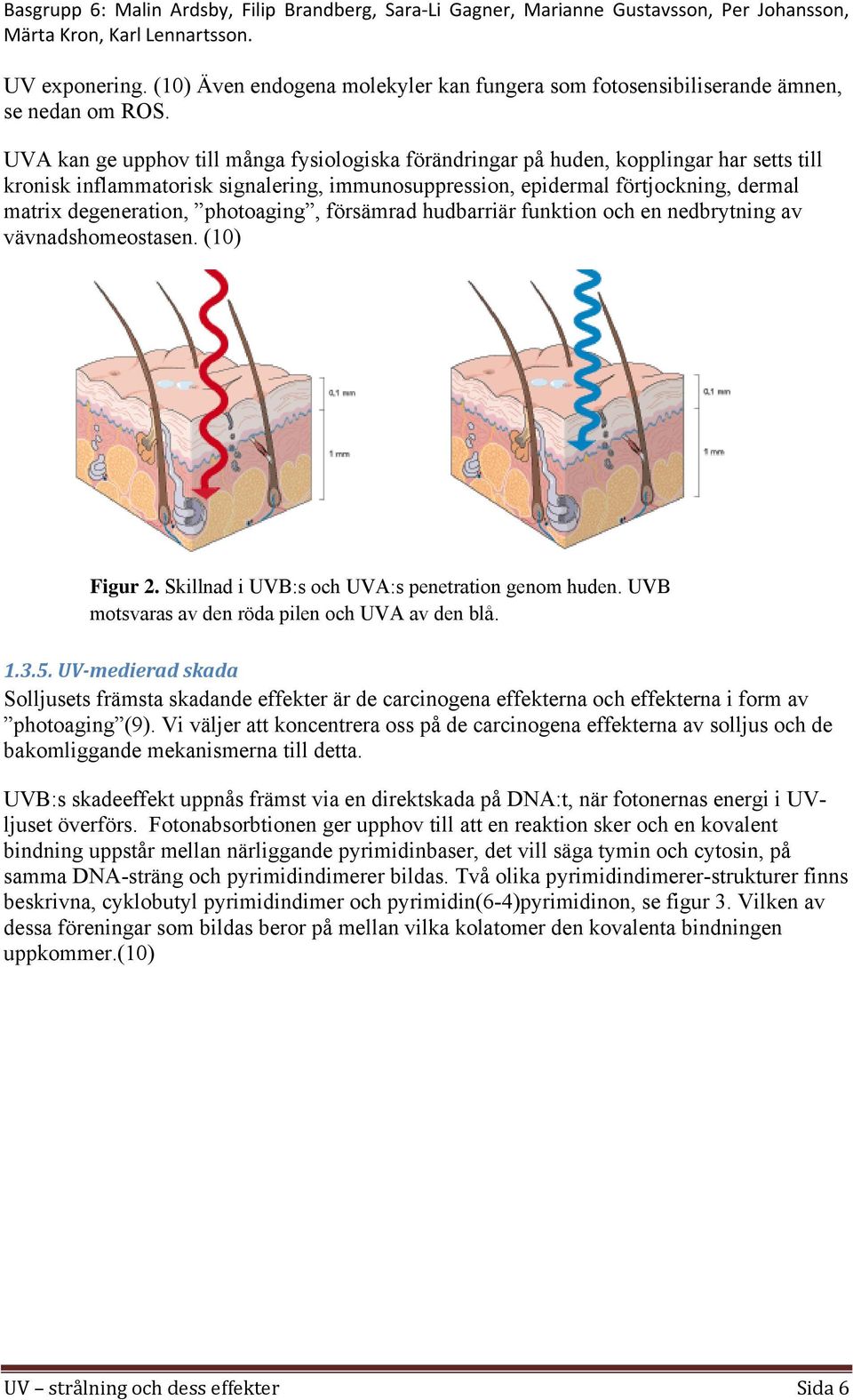 photoaging, försämrad hudbarriär funktion och en nedbrytning av vävnadshomeostasen. (10) Figur 2. Skillnad i UVB:s och UVA:s penetration genom huden.