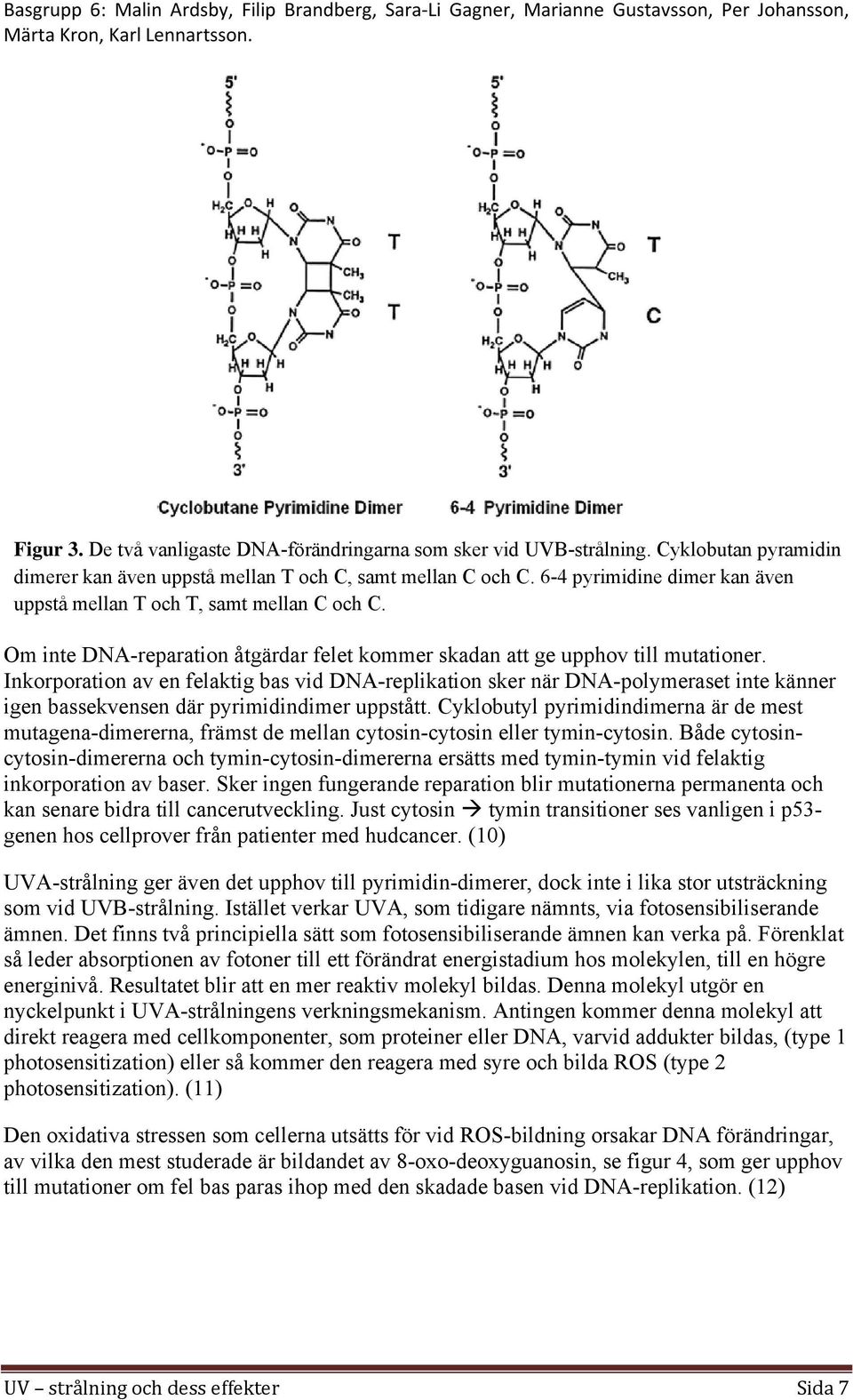 Inkorporation av en felaktig bas vid DNA-replikation sker när DNA-polymeraset inte känner igen bassekvensen där pyrimidindimer uppstått.