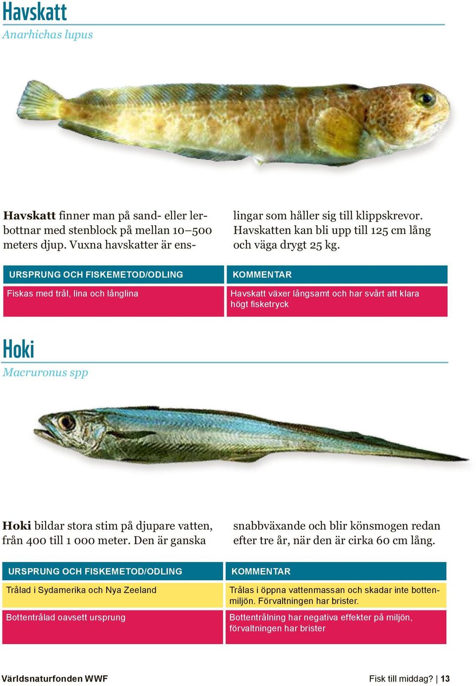 Fiskas med trål, lina och långlina Havskatt växer långsamt och har svårt att klara högt fisketryck Hoki Macruronus spp Hoki bildar stora stim på djupare vatten, från 400 till 1 000 meter.