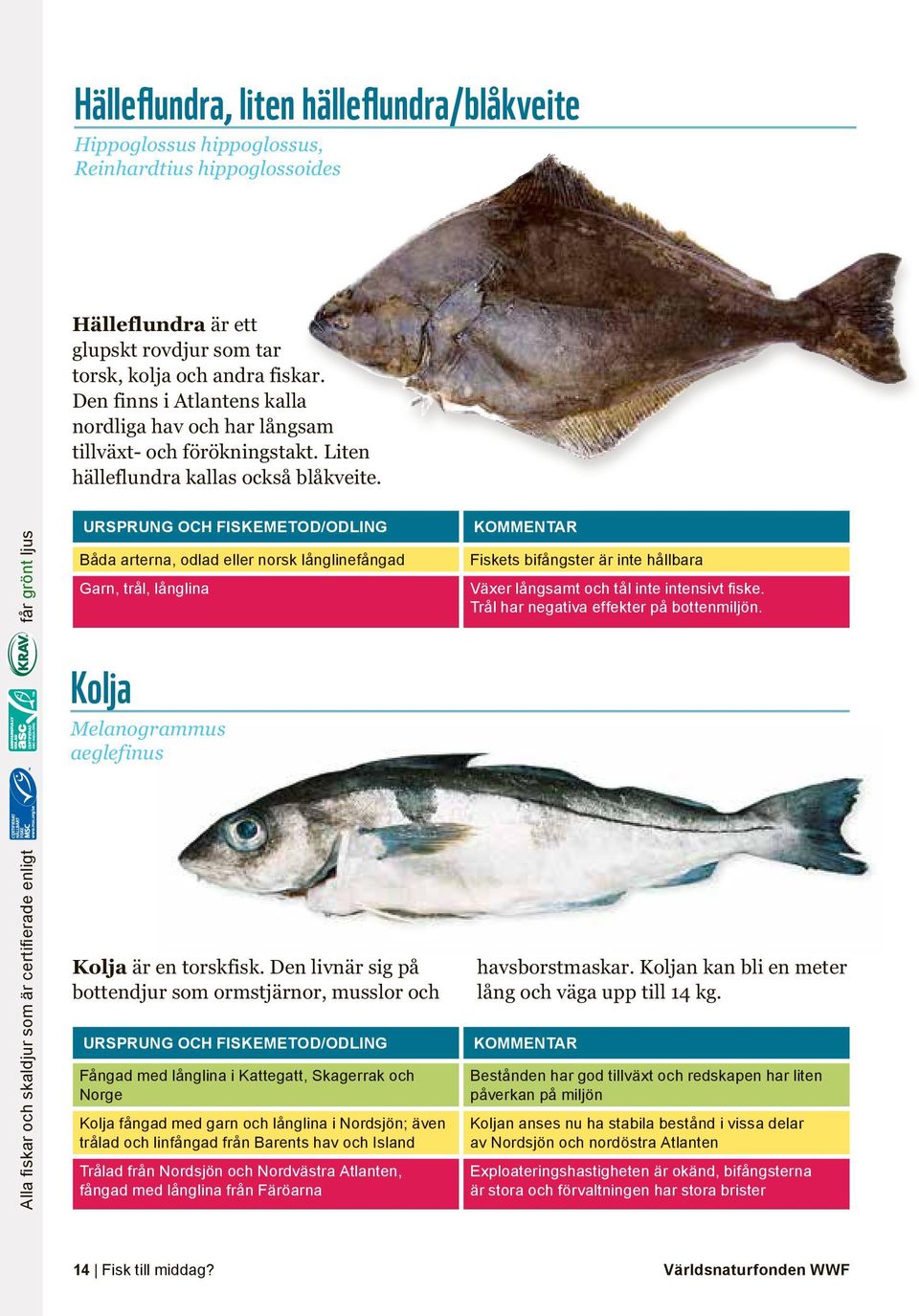 Alla fiskar och skaldjur som är certifierade enligt får grönt ljus Båda arterna, odlad eller norsk långlinefångad Garn, trål, långlina Kolja Melanogrammus aeglefinus Kolja är en torskfisk.